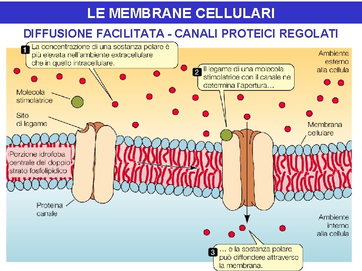 LE MEMBRANE CELLULARI DIFFUSIONE FACILITATA - CANALI PROTEICI REGOLATI 