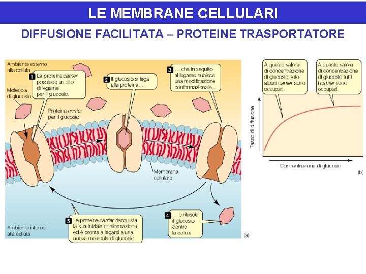 LE MEMBRANE CELLULARI DIFFUSIONE FACILITATA – PROTEINE TRASPORTATORE 