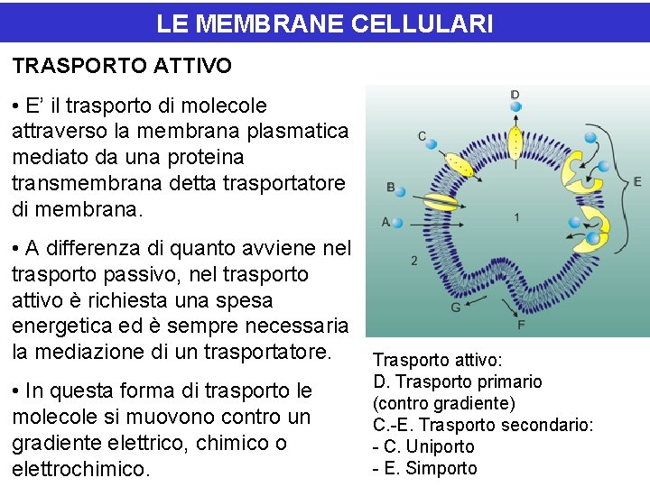LE MEMBRANE CELLULARI TRASPORTO ATTIVO • E’ il trasporto di molecole attraverso la membrana