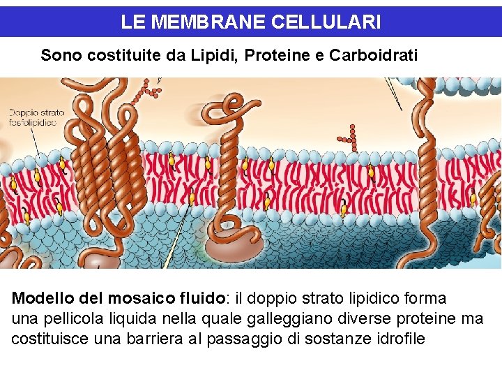 LE MEMBRANE CELLULARI Sono costituite da Lipidi, Proteine e Carboidrati Modello del mosaico fluido: