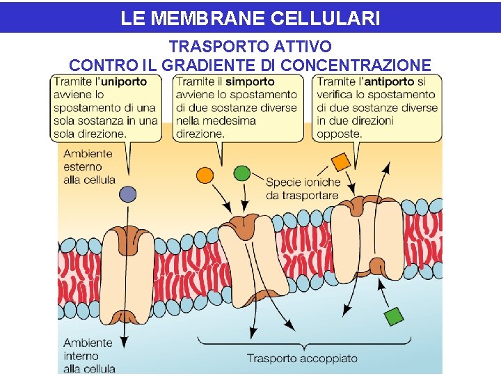 LE MEMBRANE CELLULARI TRASPORTO ATTIVO CONTRO IL GRADIENTE DI CONCENTRAZIONE 