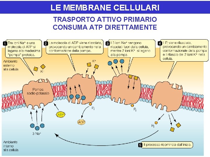 LE MEMBRANE CELLULARI TRASPORTO ATTIVO PRIMARIO CONSUMA ATP DIRETTAMENTE 