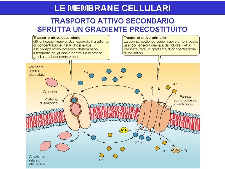 LE MEMBRANE CELLULARI TRASPORTO ATTIVO SECONDARIO SFRUTTA UN GRADIENTE PRECOSTITUITO 