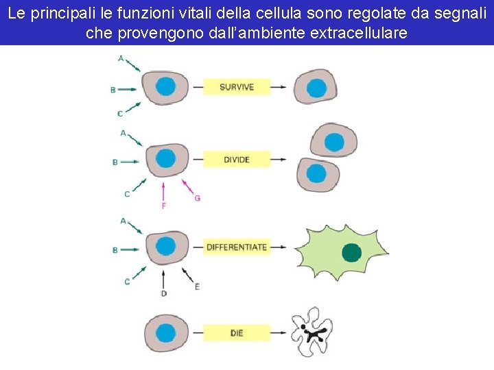 Le principali le funzioni vitali della cellula sono regolate da segnali che provengono dall’ambiente