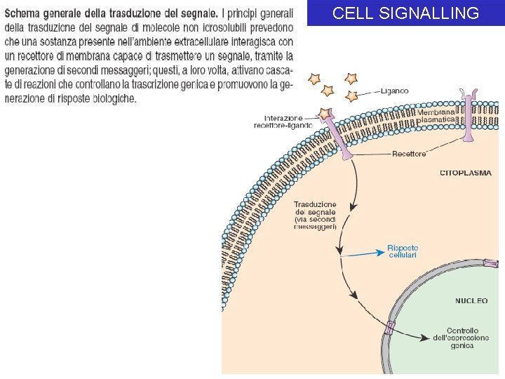 CELL SIGNALLING 