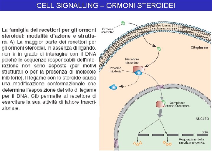 CELL SIGNALLING – ORMONI STEROIDEI 