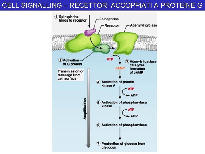 CELL SIGNALLING – RECETTORI ACCOPPIATI A PROTEINE G 
