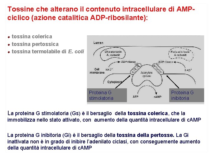 Tossine che alterano il contenuto intracellulare di AMPciclico (azione catalitica ADP-ribosilante): tossina colerica u