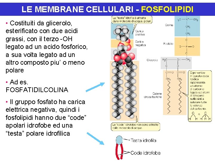 LE MEMBRANE CELLULARI - FOSFOLIPIDI • Costituiti da glicerolo, esterificato con due acidi grassi,