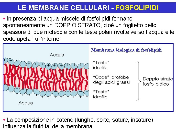 LE MEMBRANE CELLULARI - FOSFOLIPIDI • In presenza di acqua miscele di fosfolipidi formano
