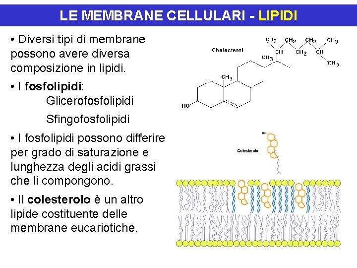 LE MEMBRANE CELLULARI - LIPIDI • Diversi tipi di membrane possono avere diversa composizione