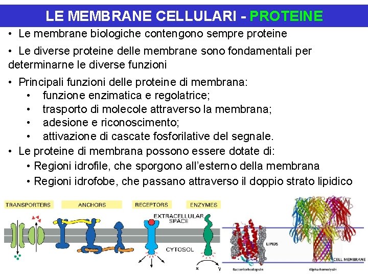 LE MEMBRANE CELLULARI - PROTEINE • Le membrane biologiche contengono sempre proteine • Le