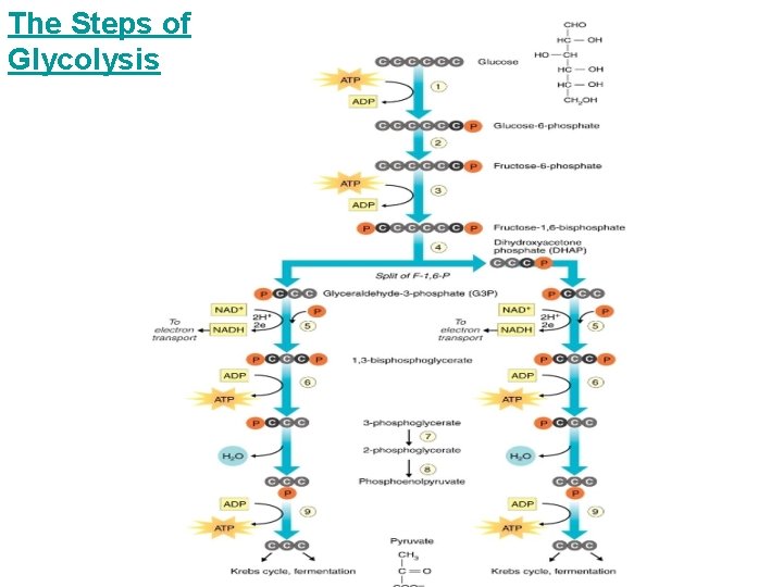 The Steps of Glycolysis 