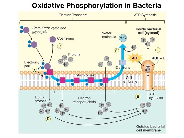 Oxidative Phosphorylation in Bacteria 