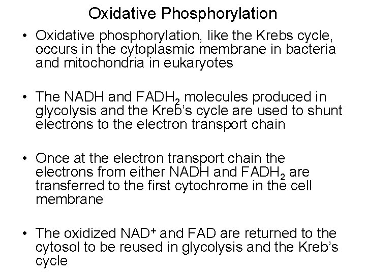 Oxidative Phosphorylation • Oxidative phosphorylation, like the Krebs cycle, occurs in the cytoplasmic membrane