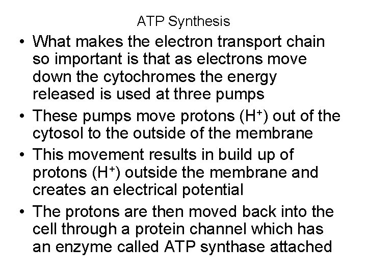 ATP Synthesis • What makes the electron transport chain so important is that as