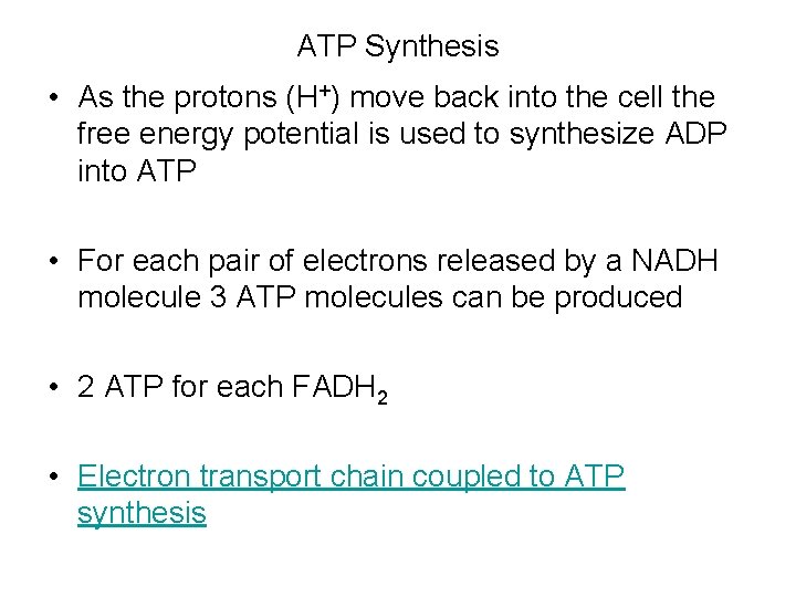 ATP Synthesis • As the protons (H+) move back into the cell the free