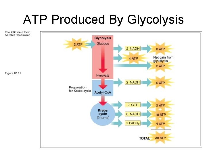 ATP Produced By Glycolysis 