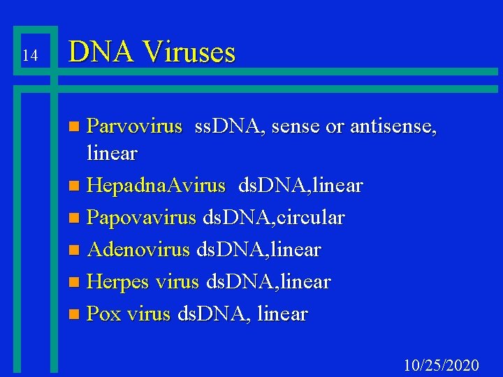 14 DNA Viruses Parvovirus ss. DNA, sense or antisense, linear n Hepadna. Avirus ds.