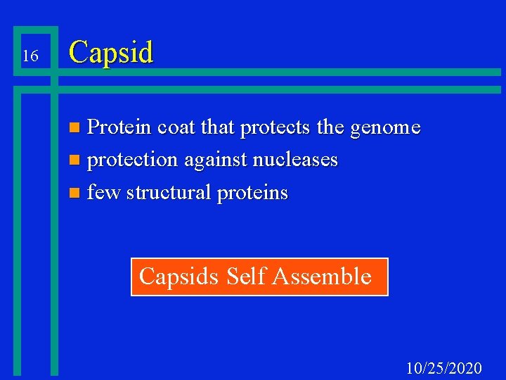 16 Capsid Protein coat that protects the genome n protection against nucleases n few