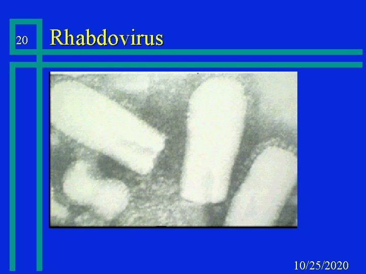 20 Rhabdovirus 10/25/2020 