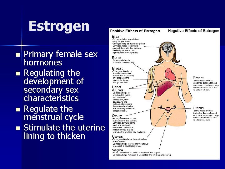 Estrogen n n Primary female sex hormones Regulating the development of secondary sex characteristics