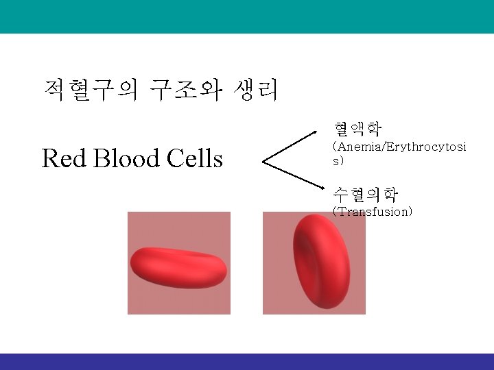 적혈구의 구조와 생리 혈액학 Red Blood Cells (Anemia/Erythrocytosi s) 수혈의학 (Transfusion) 