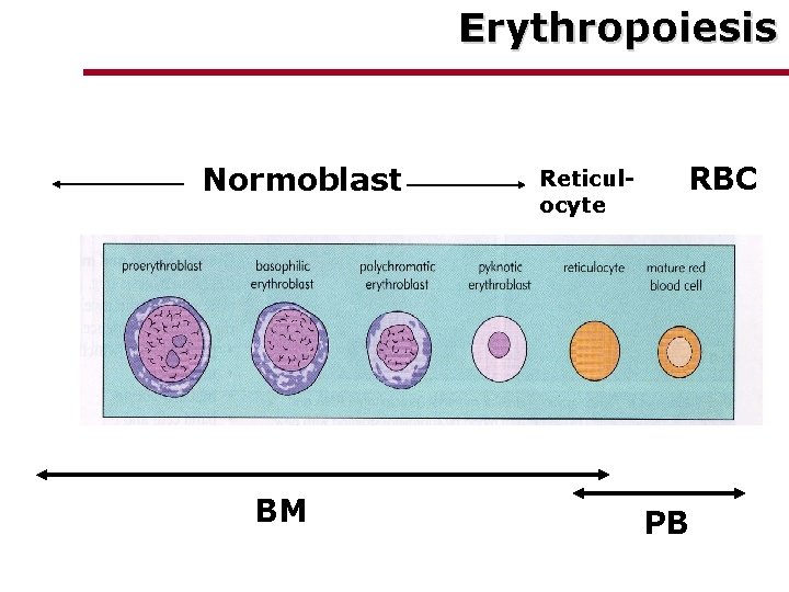 Erythropoiesis Normoblast BM Reticulocyte RBC PB Erythropoiesis Normoblast BM Reticulocyte RBC PB