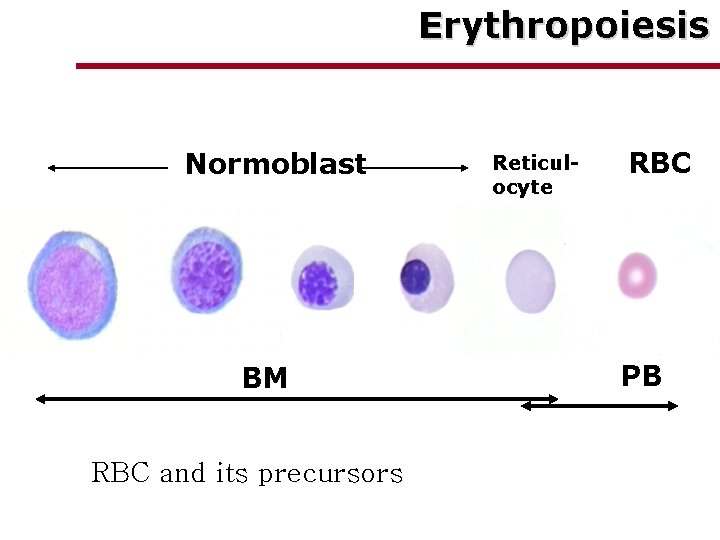 Erythropoiesis Normoblast BM RBC and its precursors Reticulocyte RBC PB 