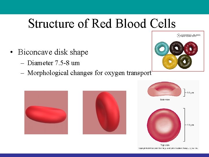 Structure of Red Blood Cells • Biconcave disk shape – Diameter 7. 5 -8