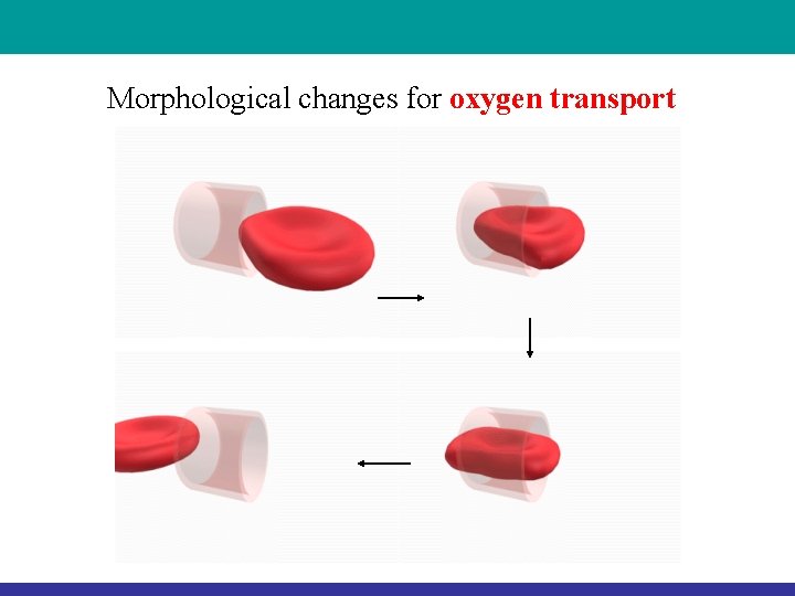 Morphological changes for oxygen transport Morphological changes for oxygen transport