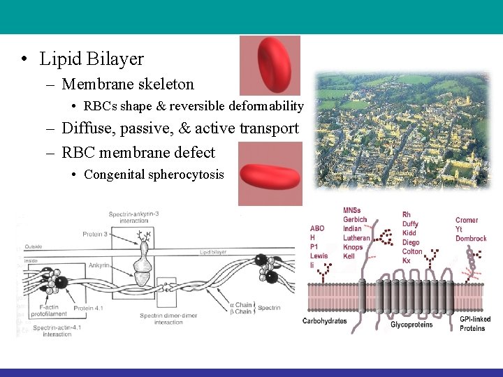  • Lipid Bilayer – Membrane skeleton • RBCs shape & reversible deformability –