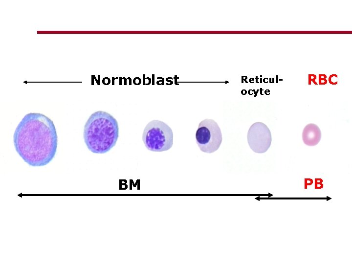 Normoblast BM Reticulocyte RBC PB Normoblast BM Reticulocyte RBC PB