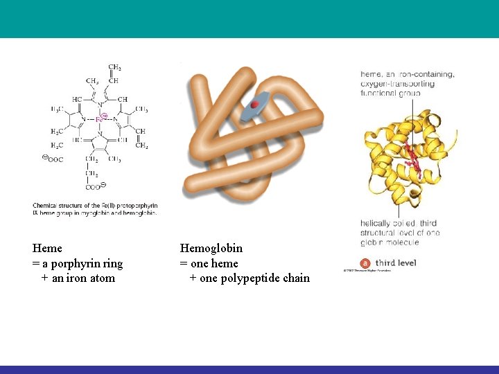 Heme = a porphyrin ring + an iron atom Hemoglobin = one heme + Heme = a porphyrin ring + an iron atom Hemoglobin = one heme +