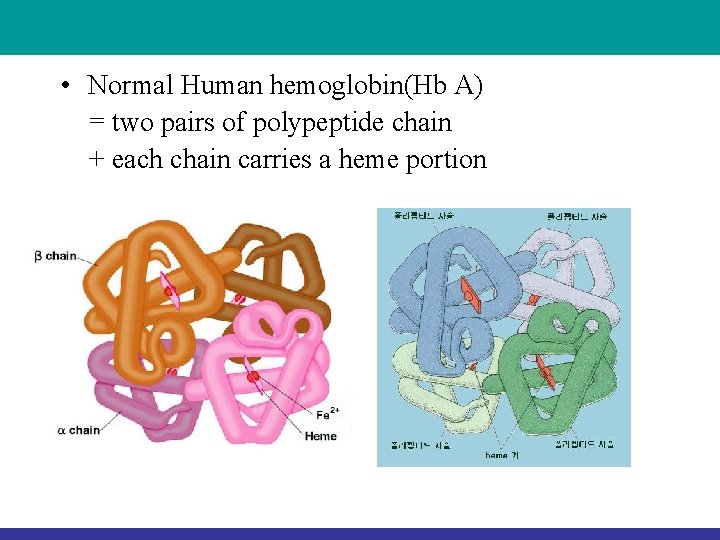 • Normal Human hemoglobin(Hb A) = two pairs of polypeptide chain + each • Normal Human hemoglobin(Hb A) = two pairs of polypeptide chain + each