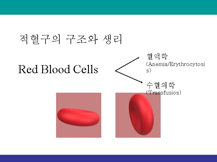 적혈구의 구조와 생리 혈액학 Red Blood Cells (Anemia/Erythrocytosi s) 수혈의학 (Transfusion) 적혈구의 구조와 생리 혈액학 Red Blood Cells (Anemia/Erythrocytosi s) 수혈의학 (Transfusion)