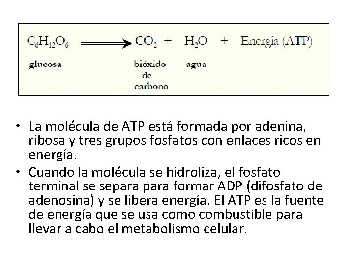 • La molécula de ATP está formada por adenina, ribosa y tres grupos