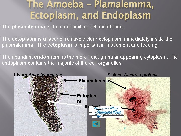 The Amoeba – Plamalemma, Ectoplasm, and Endoplasm The plasmalemma is the outer limiting cell