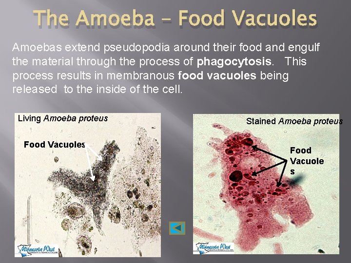 The Amoeba – Food Vacuoles Amoebas extend pseudopodia around their food and engulf the