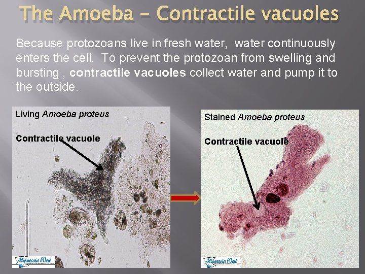 The Amoeba - Contractile vacuoles Because protozoans live in fresh water, water continuously enters