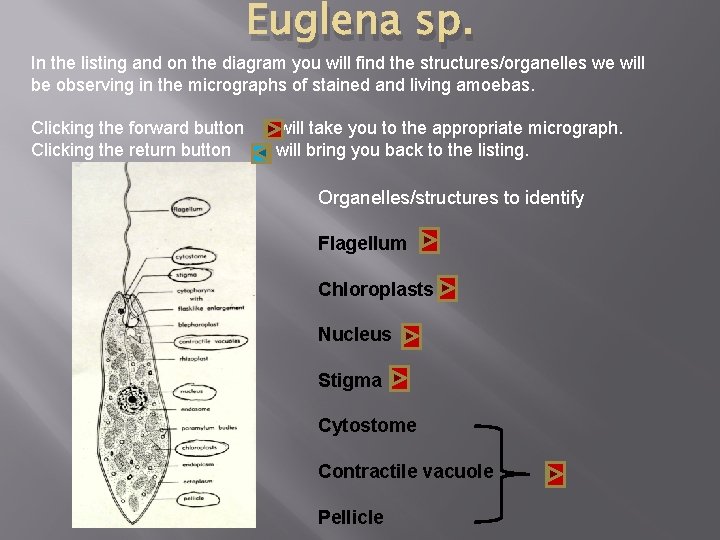 Euglena sp. In the listing and on the diagram you will find the structures/organelles