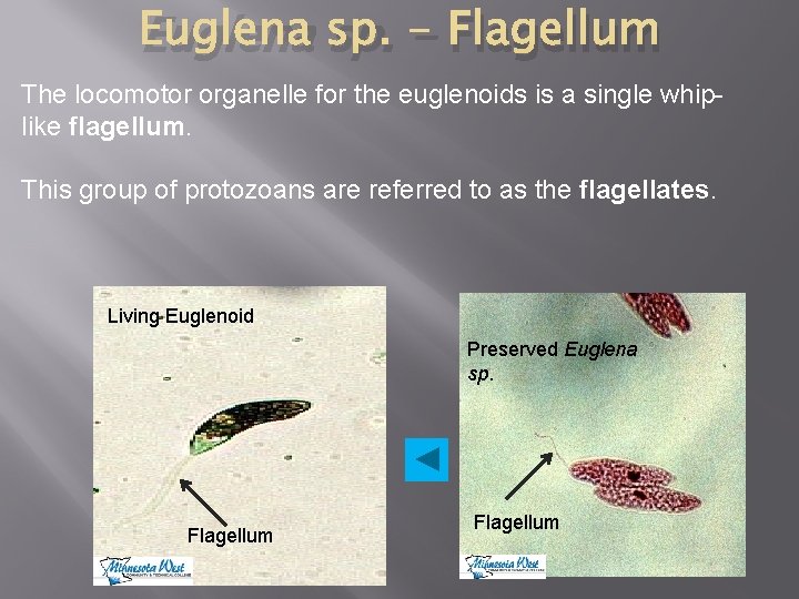 Euglena sp. - Flagellum The locomotor organelle for the euglenoids is a single whiplike