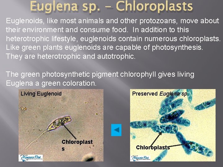 Euglena sp. - Chloroplasts Euglenoids, like most animals and other protozoans, move about their