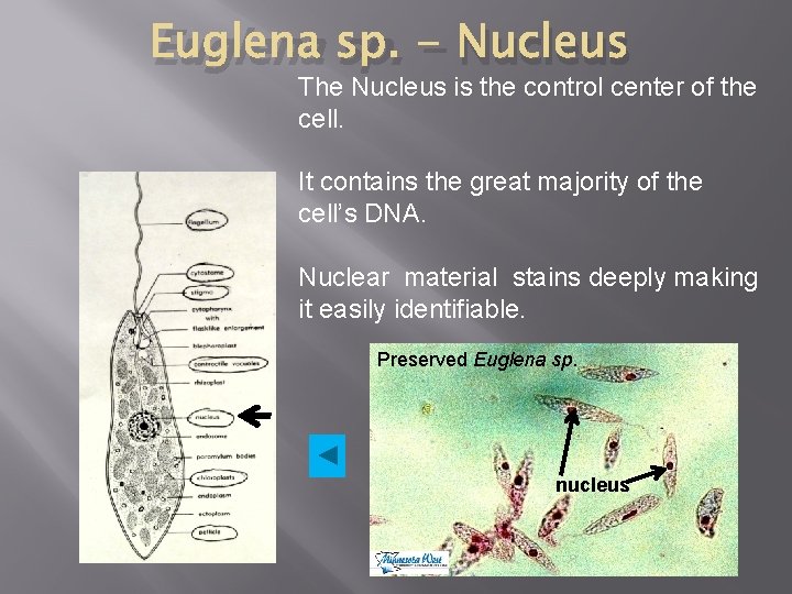 Euglena sp. - Nucleus The Nucleus is the control center of the cell. It