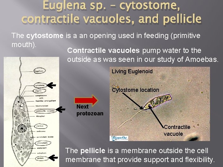 Euglena sp. – cytostome, contractile vacuoles, and pellicle The cytostome is a an opening