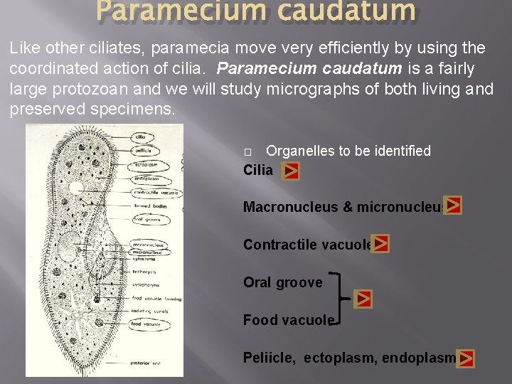 Paramecium caudatum Like other ciliates, paramecia move very efficiently by using the coordinated action