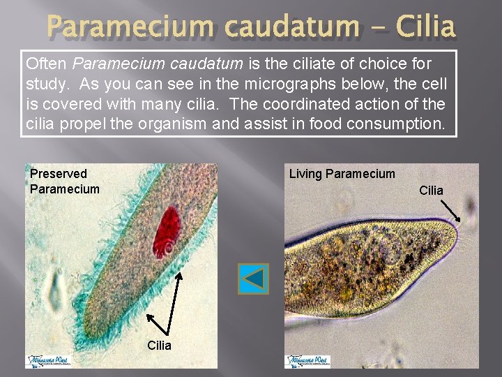 Paramecium caudatum - Cilia Often Paramecium caudatum is the ciliate of choice for study.