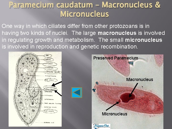 Paramecium caudatum – Macronucleus & Micronucleus One way in which ciliates differ from other