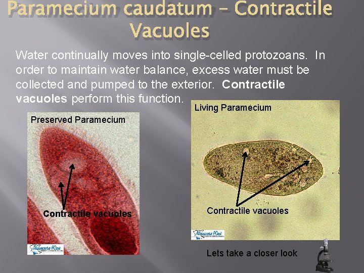 Paramecium caudatum – Contractile Vacuoles Water continually moves into single-celled protozoans. In order to