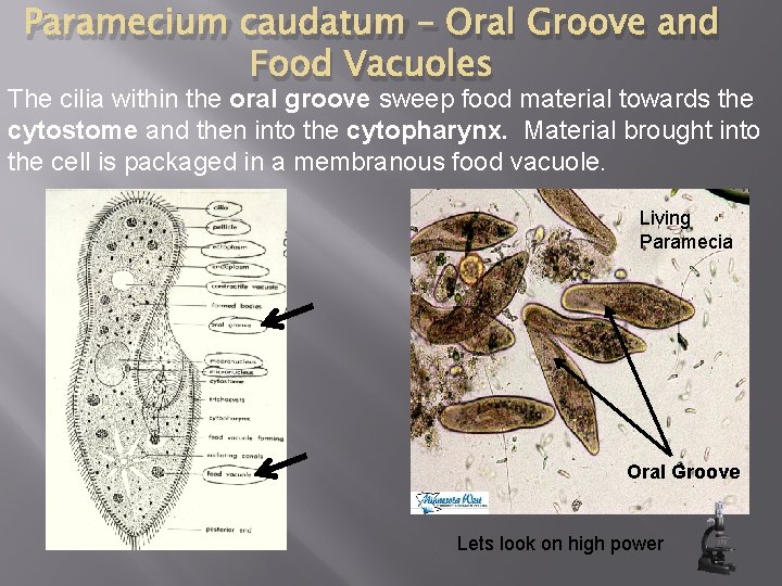 Paramecium caudatum – Oral Groove and Food Vacuoles The cilia within the oral groove